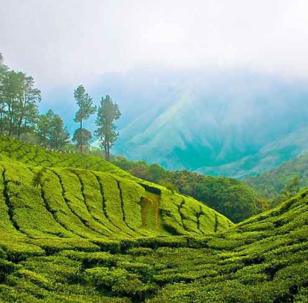 Tranquil Treasures of Kerala: Discover Poovar and Beyond